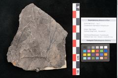 Foto (Detailansicht) von Cinnamomum intermedium Ettingshausen (NHMW-GEO-2024-0188-10152)